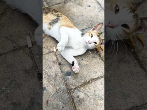 How to pet a Stray Cat 🐈 #stray #cat #garden #cats #catlover #catvideos #dog #animals #fyp #foryou