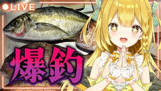 【雑談】ロケロケロケの一週間、釣果報告がてらみんなとお話！【うおむすめ/黄金マアジ】