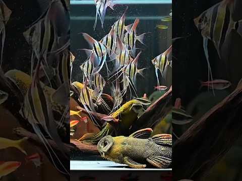 Dinner time in the community aquarium #shorts Dinner wirh friends 🐟🐟🐟🐟

At 悠然释 (小红书 / 抖音) home tank 😍

#fishkeeping