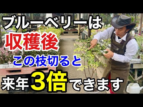 ブルーベリーの収穫後必ずやるべき夏の管理作業教えます　　【カーメン君】【夏剪定】【ガーデニング】【初心者】