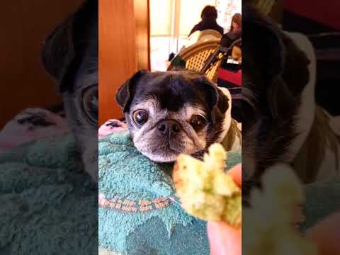 黒パグ小梅🐶小梅の思い出写真📷✨