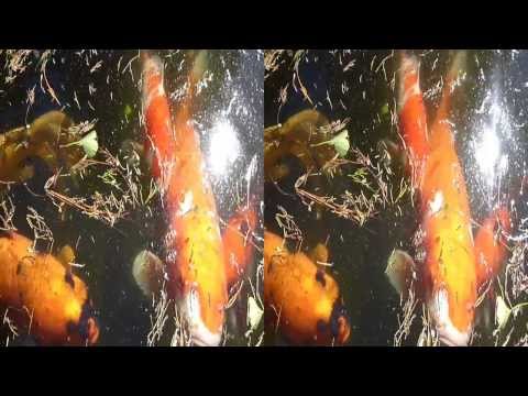 Koi Fish in the water (YT3D:Enable=True)
