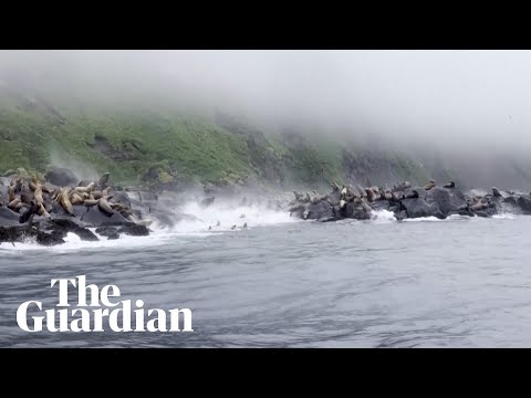 Sea lions dive into the sea as earthquake rocks Kamchatka cliffs
