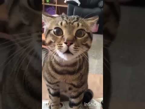 PENYEBAB KUCING PELIHARAAN PERGI DARI RUMAH