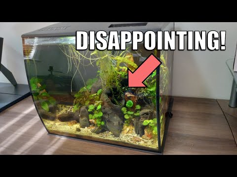 What do I REALLY think about Grapevine deadwood? Grapevine deadwood seems to be interesting for aquariums but theres a few hidden sides. In this vide
