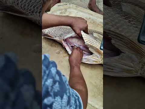 The most expensive fish in the sea #fishing #beach #pudimadaka #seafood #viral #localboynaveen