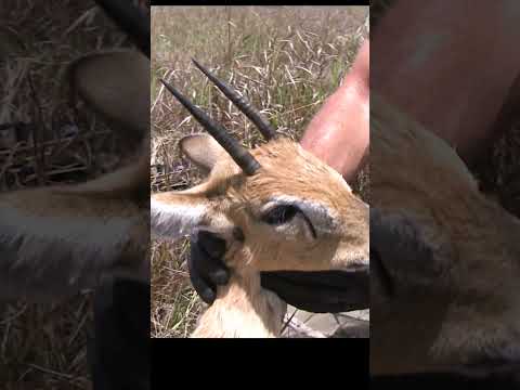 120 yard bow shot on African orbi
