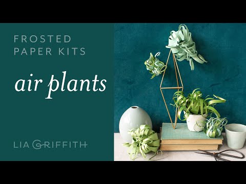 Frosted Paper Air Plants Kit