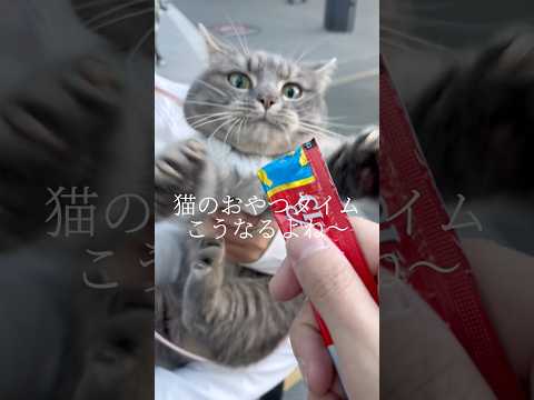 猫の動画サムネイル - 猫のおやつタイムってこうなるよね #shorts #猫 #マンチカン
