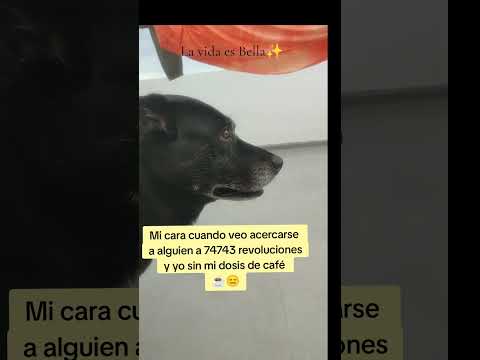 Y yo sin mi café ☕😒, que vida más perra llevo🐾✨#animalshorts #vida #cafe #energia #hiperactividad