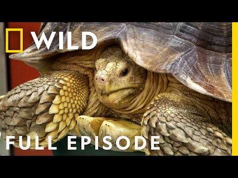 Tortoise Surgery, Chinchilla Emergency, and the Chicken (Full Episode) | Dr. K's Exotic Animal ER