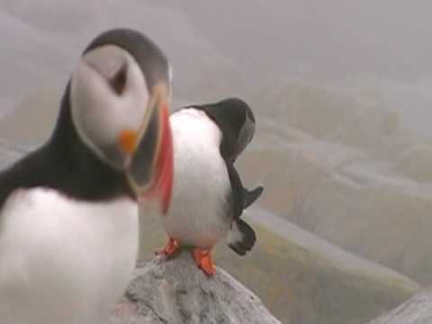 Atlantic Puffin preening (37)