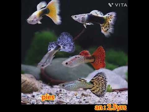 Top 5 beginners friendly fishes 🐟