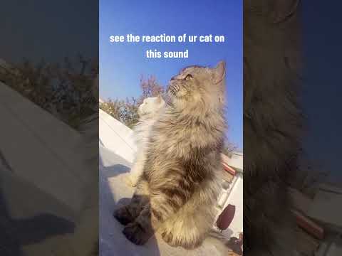 Cat Reaction #shortsfeed #shorts #cat