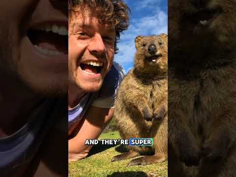 This Animal is Always Smiling! 🥰 #shorts #animals #cute #smile