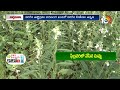 యాసంగి నువ్వుల పంటలో చీడపీడల నివారణ | Pest Control Techniques In Sesame Crop | Matti Manishi | 10TV  - 07:36 min - News - Video