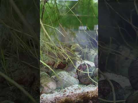 New baby multis #aquarium #fishtank #freshwateraqu 
