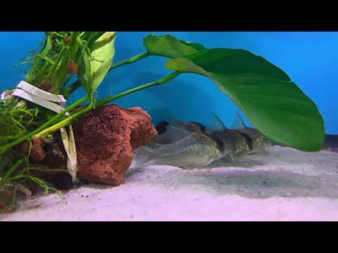 hoplisoma cw102 (formerly Corydoras cw102) 