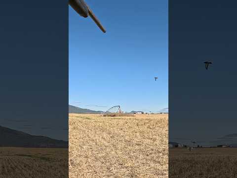 Pigeon got smoked! #pigeon #hunting #shorts #reels #subscribe #content #idaho #pnw