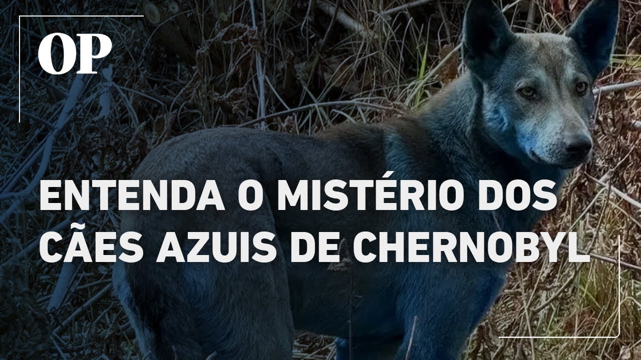 Entenda o mistério dos cães azuis de Chernobyl