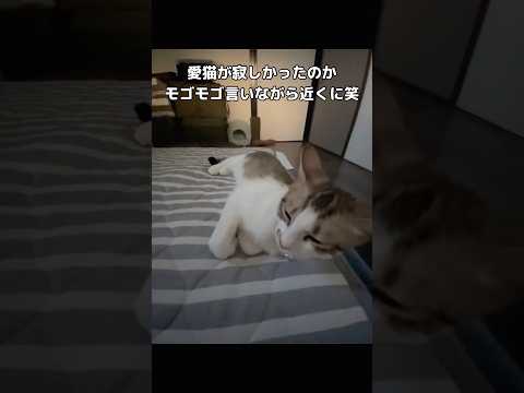 癒やしの猫動画｜短時間でほっこりできるかわいい瞬間 サムネイル