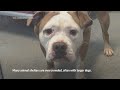 Kennel crush: Animal shelters struggling with too many dogs blame economic and housing woes  - 01:40 min - News - Video