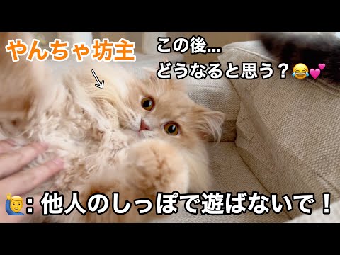 やんちゃだった猫が見せたかわいい瞬間に癒されてみませんか？ サムネイル
