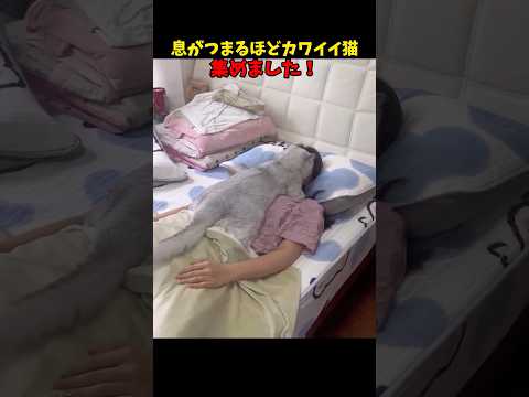 猫の動画サムネイル - 息が…😘 #猫 #cat #cats #cute