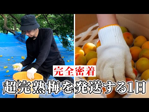 【1日密着】幻の超完熟梅をお届けする舞台裏。収穫した1割のみしか出荷しません!