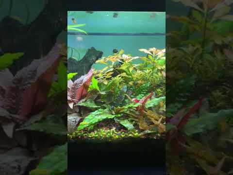 Welcome to the Jungle 20 Gallon Long Jungle style high tech planted aquarium