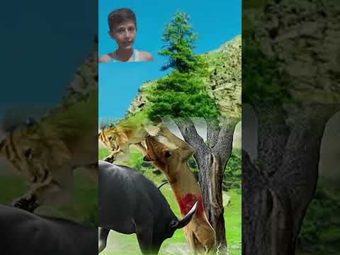 Lions And Hyena On Forest Tree #wildlifeentertainment