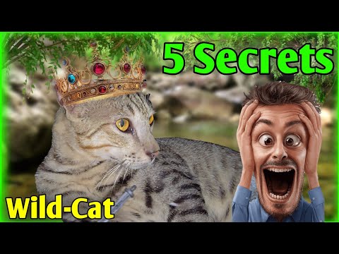 5 Secrets of Wild Cats 🐾 Make you Shocked 😱 | #AmazingFacts #wildcats #v1_animals 