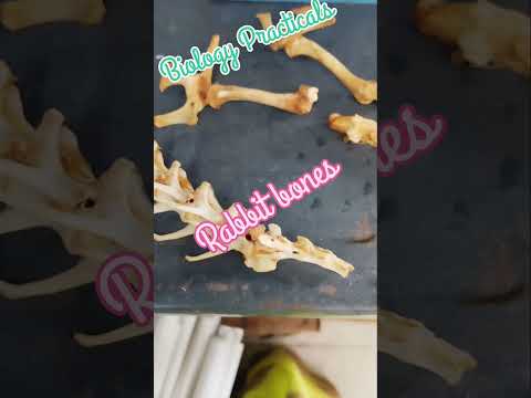 Practical s time #biology #botany #zoology #study #practicals #faculty