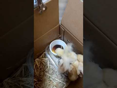 Tiny Chicks GO CRAZY for Snacks 🐥🔥 #shorts