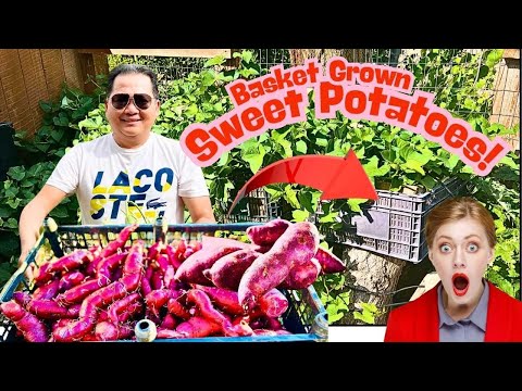 Harvested 25 Pounds In Baskets Grown Japanese Sweet Potatoes! You Must Watch It, This is INSANE!