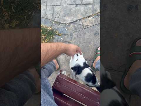 How to Pet a Stray 🐈 #stray #cat #garden #cats #catlover #catvideos