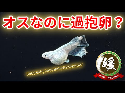 オスなのに過抱卵？メダカのhotei（布袋）の謎＆青水とムカデの話【媛めだか】