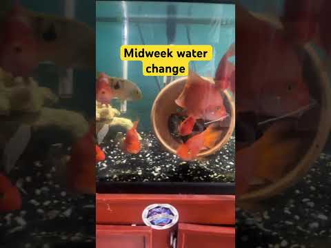 Midweek water change #music #electronicmusic #fish 