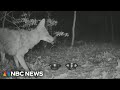 58-year-old man kills coyote after attack while hiking