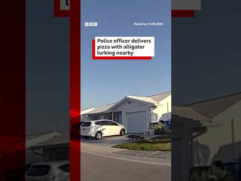 Police officer delivers pizza with alligator lurking nearby. #Florida #Alligator #BBCNews