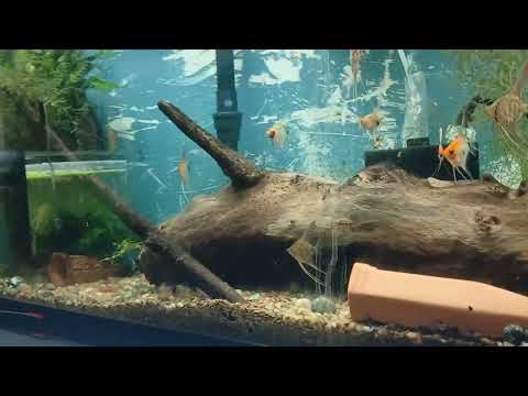 looking at new tanka and racks part 1 enjoy