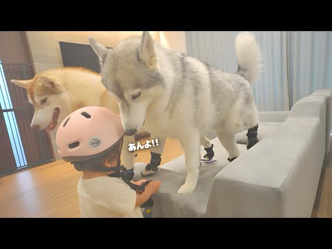 真面目な２歳児と渋々付き合う愛犬たちの防災訓練が可愛すぎました...笑