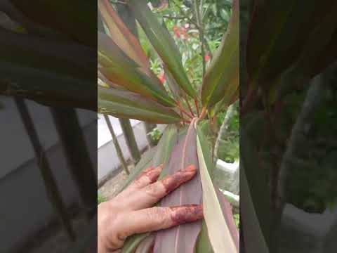 Hawain good luck plant 🪴 || #garden #terrace #trending #shorts #fyp #plants