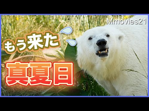 今年初の真夏日！がんばれホッキョクグマ！暑さに対応しながら過ごす場所は〜Polar Bears Life