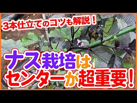 ナス栽培の仕立ては“センター”が重要!3本仕立てのやり方と中心部分の管理を徹底解説!【農園ライフ】