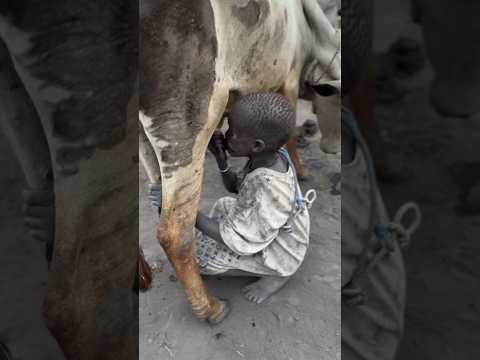 Why don't tribals send cow milk? #shortsvideo