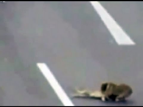 Hero dog saves another after it was hit in the highway.