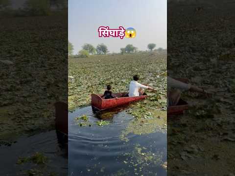 Aaj Khaya Singhada 🤪/water chestnut🌰#minivlog#viralshort#shorts#trendingshorts#waterchestnut