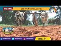 పెసర సాగులో మెళకువలు | Green Gram Cultivation | Farming Techniques | Matti Manishi | 10TV  - 04:25 min - News - Video
