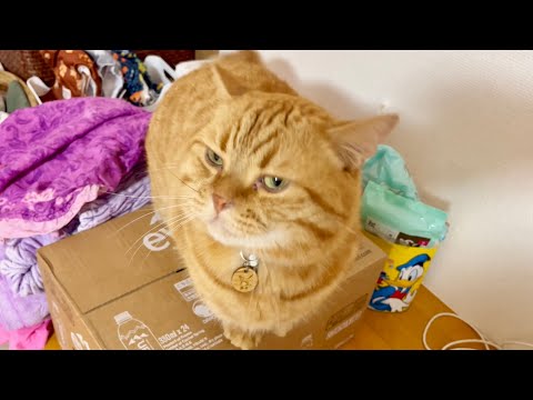 甘えようとした場所が狭すぎた猫。